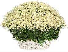 Цветочная композиция из Ромашки в корзине #REPLACE_PRED# Савельево